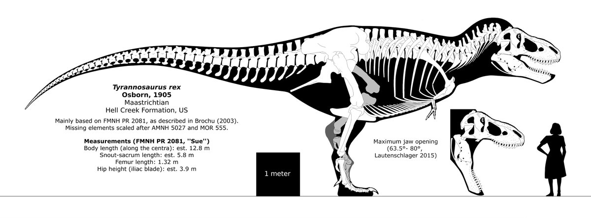 SnowyMoon69's tweet photo. @Blast_Proc @Deino_vesteris @knight_Steve_ Therizinosaurus and Beipiaosaurus are both under Therizinosauroidea (with Beipi just being more basal and Theri also being under Therizinosauridae) meanwhile Yutyrannus is a pantyrannosaur proceratosaurid while T. rex is under Tyrannosaurini, and besides, just... look at them. https://t.co/X623przmz7