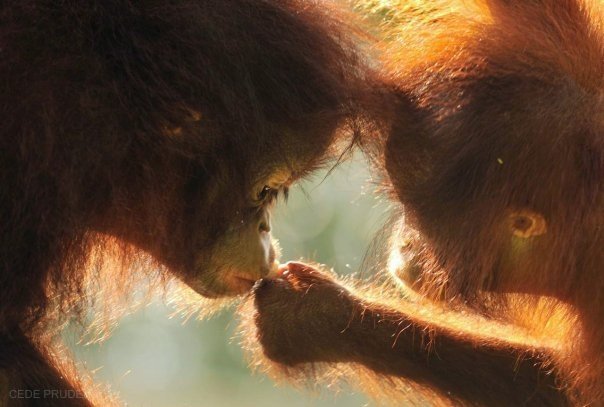 monkeymillieo's tweet photo. everything is better shared with a friend https://t.co/AVM6fZcs8O
