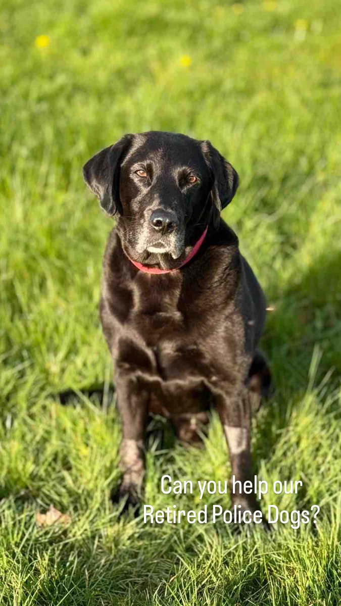 MerPolDogs tweet picture