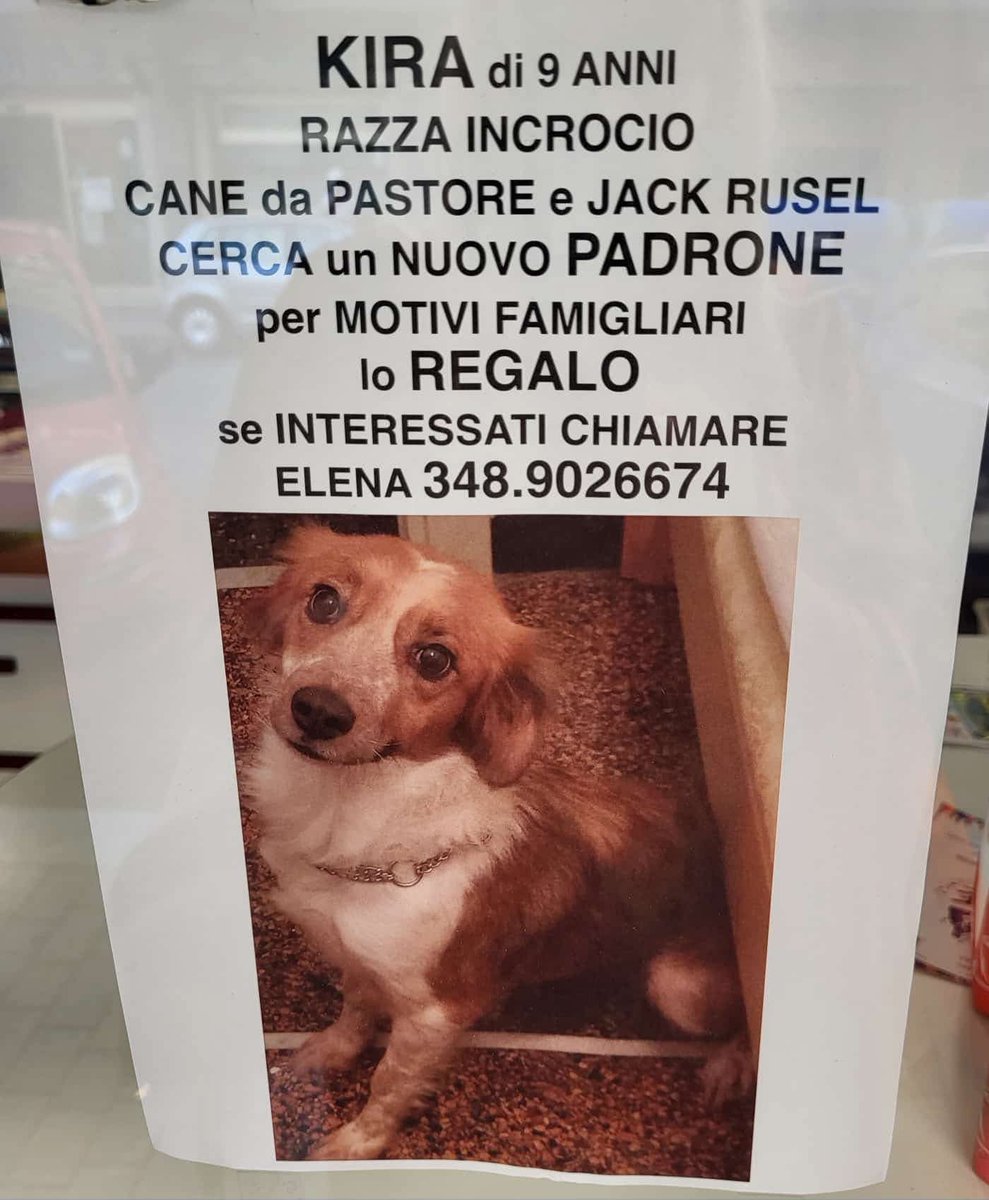 GabriellaBargh1's tweet photo. ECCO ANCHE LA DOLCE KIRA DOVRÀ 
USCIRE DA QUELLA CASA CHE X 9
ANNI HA CREDUTO FOSSE SUA. ORA
BASTA DIVANO CUCCIA MORBIDA LA
PAPPA BUONA E TANTE PASSEGGIATE 
MA POVERA KIRA SPERO CHE PRIMA
DEL FREDDO ARRIVI UNA CHIAMATA
X TE. FORZA RPRPRP 
🙏🙏🙏😭🌺🍀🐾😟💔💔💔🐞 https://t.co/vSUH6VFvTy