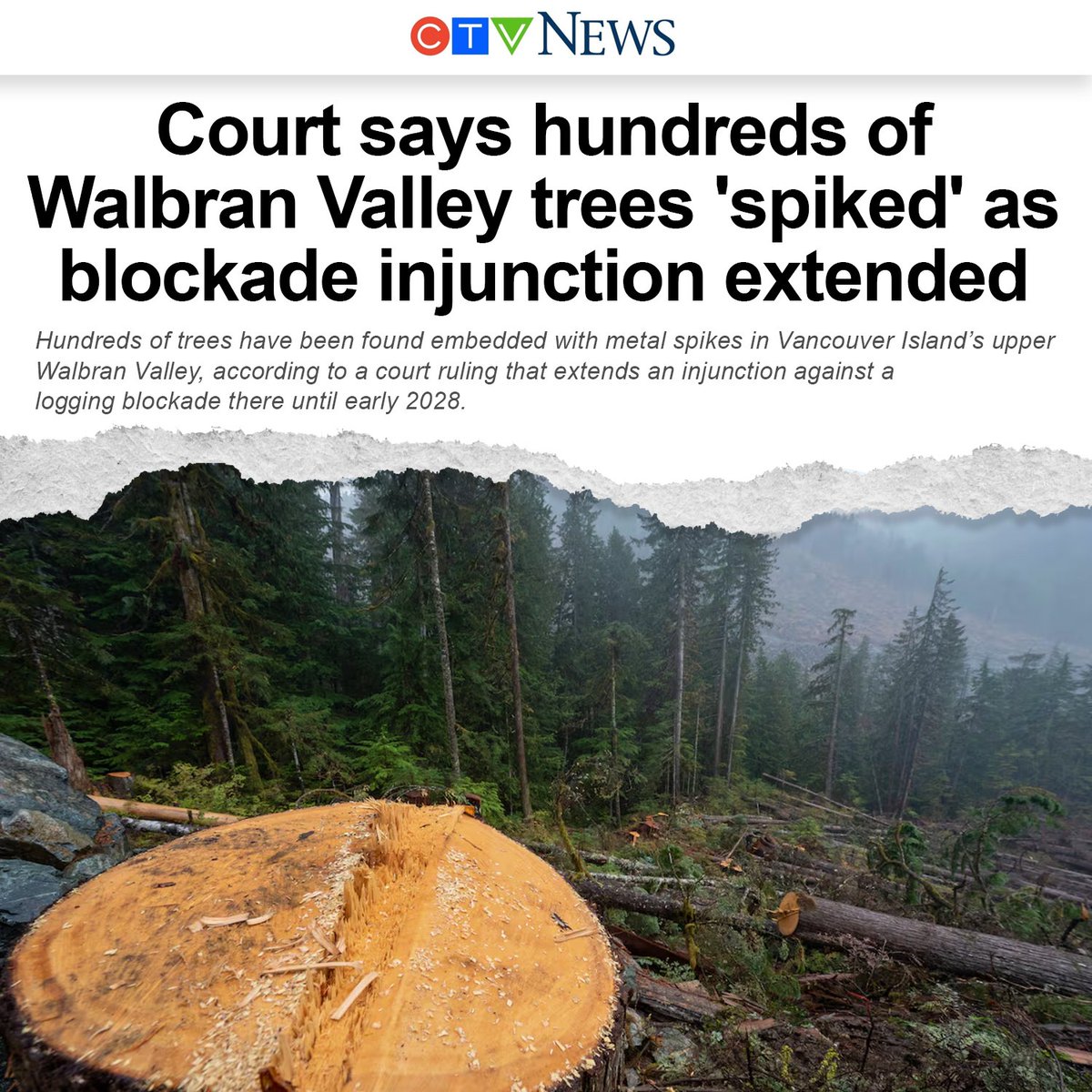 AaronGunn's tweet photo. Disgusted by recent reports of anti-forestry activists spiking trees on Vancouver Island — an extremist act meant to severely damage forestry equipment that can also seriously injure or even kill loggers and mill workers when their chainsaws or mill saws cut into the wood.

Any such incidents need to be fully investigated and perpetrators punished to the fullest extent of the law.

It is time to stop allowing a small but vocal minority to dictate our resource development policies here in B.C. through sabotage and threats!