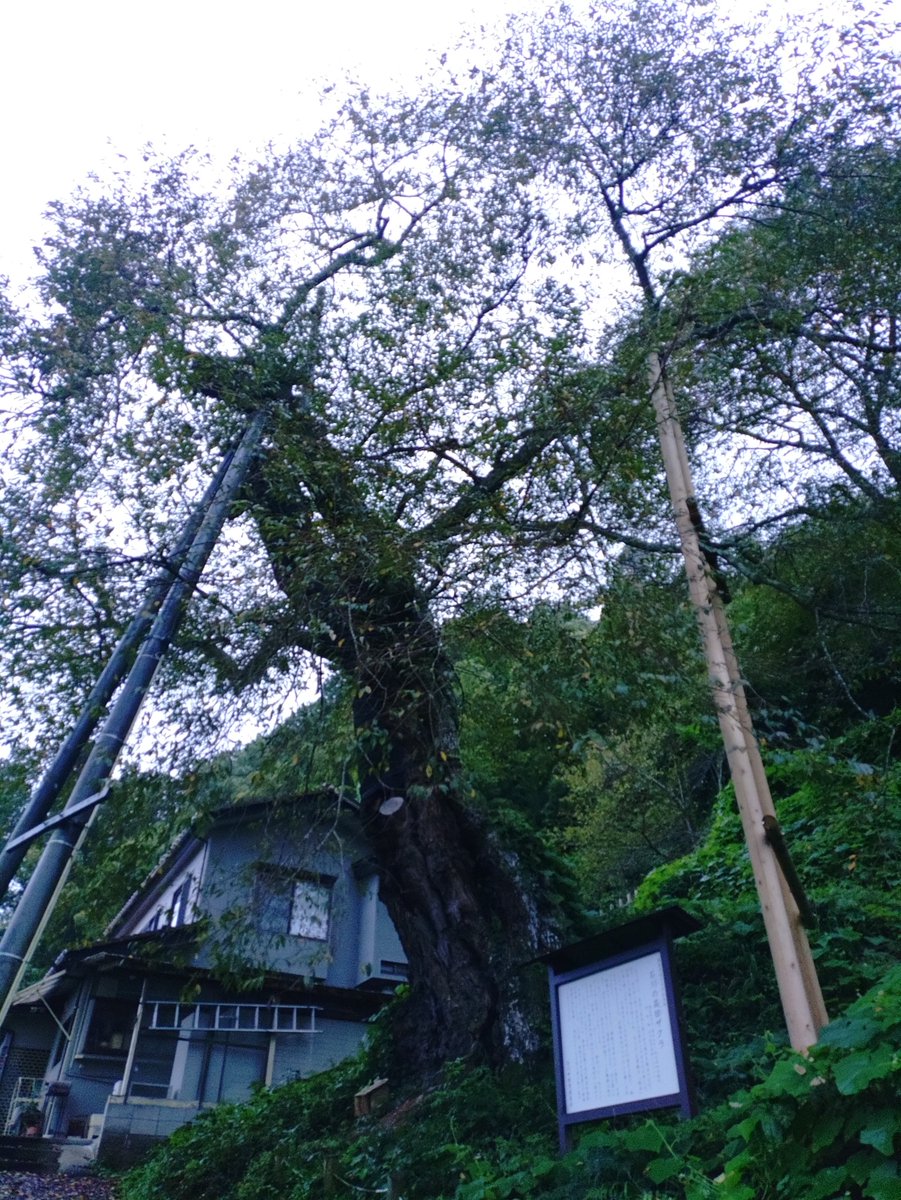 furesukuST's tweet photo. 今朝の高田桜…(⁠θ⁠‿⁠θ⁠)
曇り空…1日雨が降ったり止んだりの天気予報…過ごしやすい陽気になるようですね
さて…
台風の進路が心配ですねぇ…被害がでないことを願っております🙂‍↕️
今日も頑張っちゃおうぜ!
#空ネット
#イマソラ
#福島
#石川町 https://t.co/NjNn4MsENh