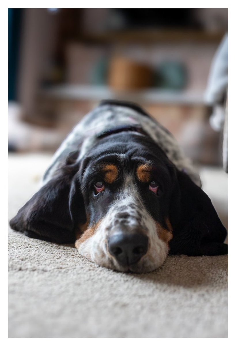 PhilSledge's tweet photo. Post the latest photo of your pet. 

I’ll go first. 

No cheating 😂 https://t.co/JSXpA9xTIc