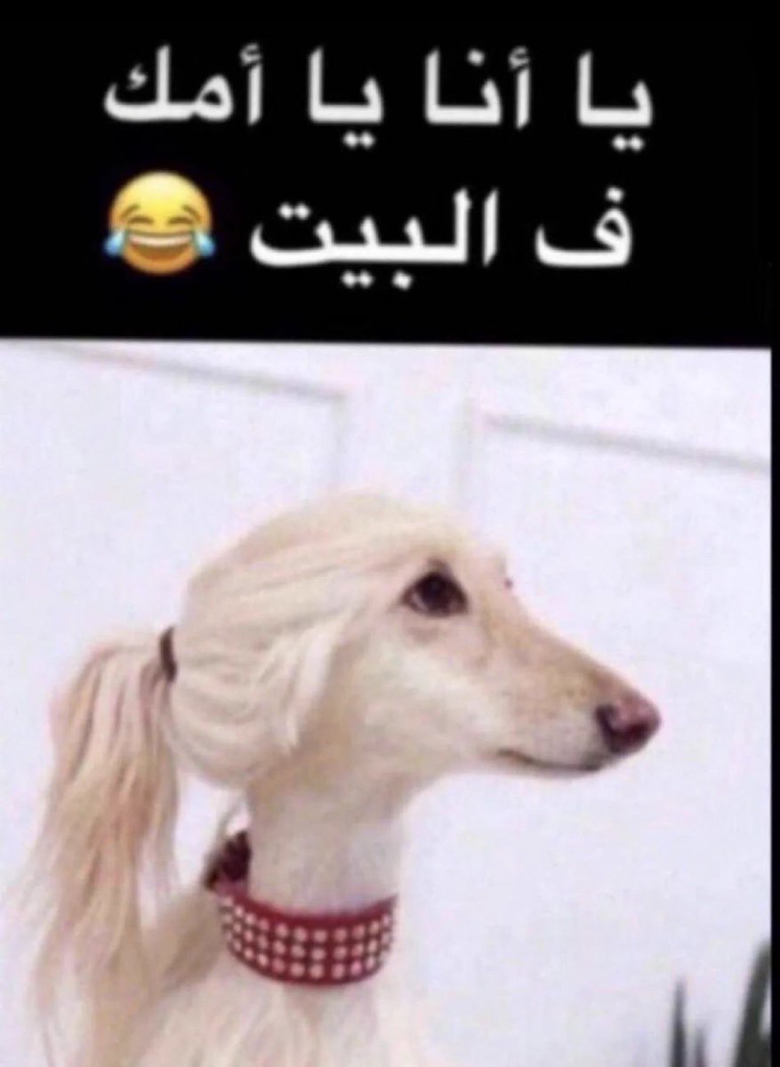icedriiip's tweet photo. كنه اينو https://t.co/NbpjAeVfh1