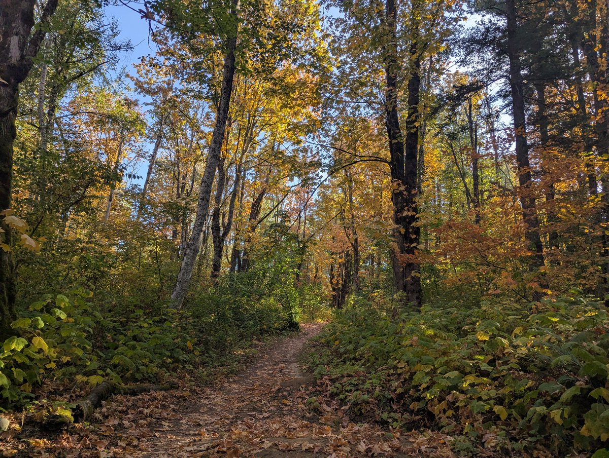 femmenart's tweet photo. on one of the most beautiful autumn walks of my life. https://t.co/xnP33pNCSP