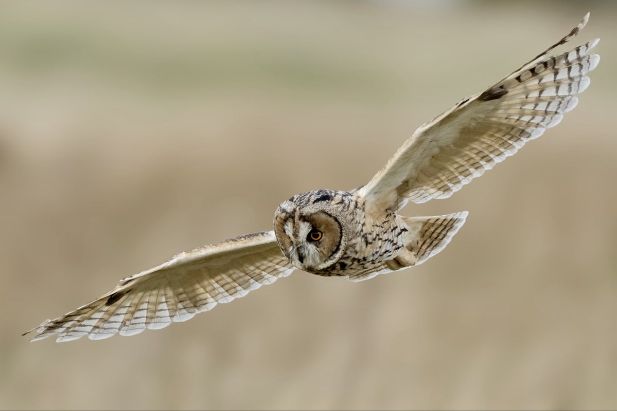 craig1979Smith's tweet photo. Couple of hours this evening up on the moors watching the Long Eared Owls. Plenty of shots to go through π @RSPBEngland @BBCSpringwatch #longearedowls #owls #birds #wildlife https://t.co/CvqNCR2FzC