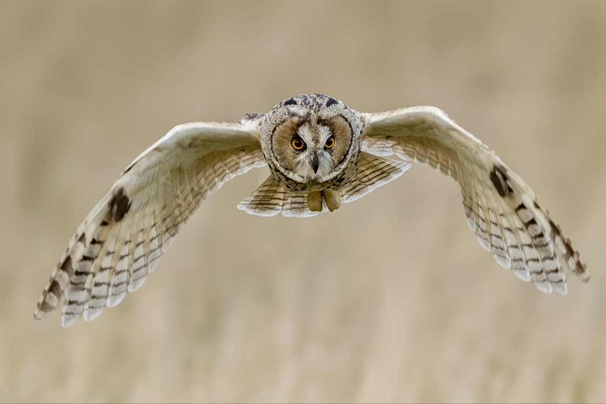 craig1979Smith's tweet photo. Couple of hours this evening up on the moors watching the Long Eared Owls. Plenty of shots to go through π @RSPBEngland @BBCSpringwatch #longearedowls #owls #birds #wildlife https://t.co/CvqNCR2FzC