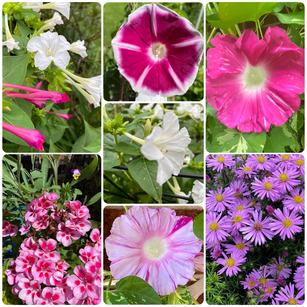 joanjet761's tweet photo. For your enjoyment. 
#Fouroclocks
#geranuim
#aster 
#japanesemorningglories #FlowersOnSaturday https://t.co/ZHIynO38gT