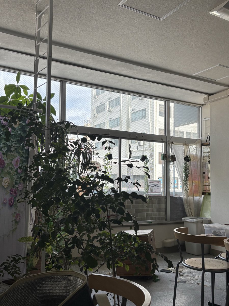 karafutojoe's tweet photo. 戻るとジョンがいて。やっぱりいたかー😅
ジョン「ボクの場所。」
で、いきなり外をガン見するから
店主「何？何？見えない」
たぶん鳥がなんかが通ったかなにか。

10/10迄臨時休業🙇‍♀️
その間にジョンの性別検査します！お楽しみに😆冷凍親ウズラ販売継続中🙌DMにてご注文お待ちしております😃#寺田町 https://t.co/XvYPy0q9bS