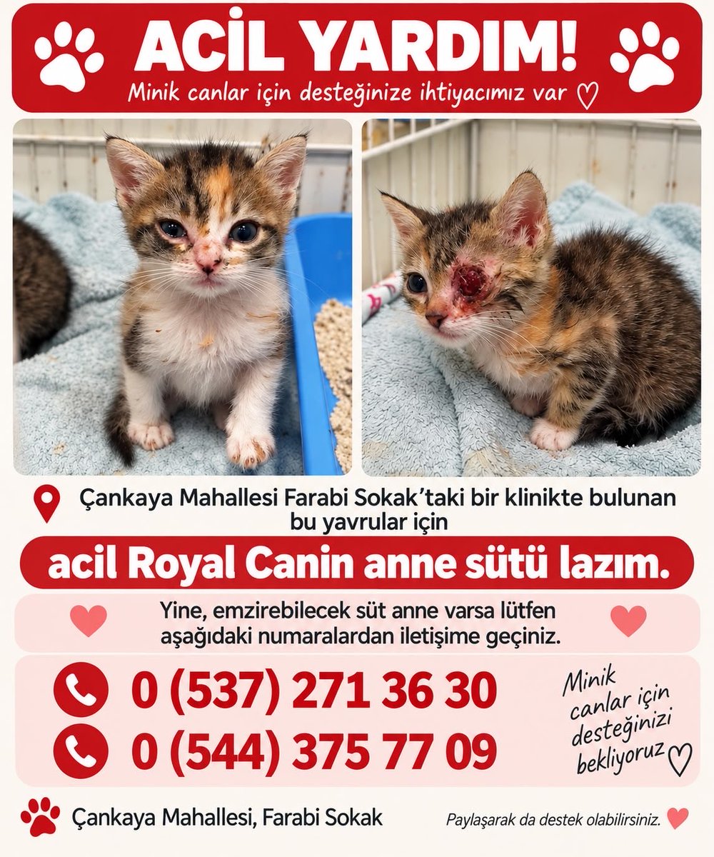 womanchildanima's tweet photo. Paylaşarak destek olabilir misiniz teşekkürler https://t.co/9M5IzJkoHa