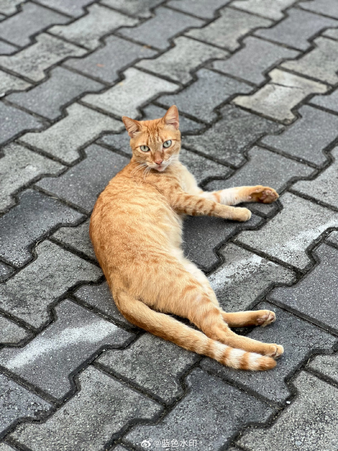 ga3o3's tweet photo. Caught this tiny orange cat napping right on the sun-warmed sidewalk in downtown streets—city life’s quiet little treasures https://t.co/cShm21WuKi