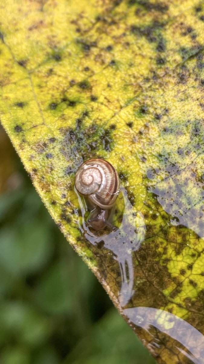 cozyrobot's tweet photo. Can’t talk now, got a meeting with some baby snails 🐌✨ https://t.co/G0W6LcZ5Ub