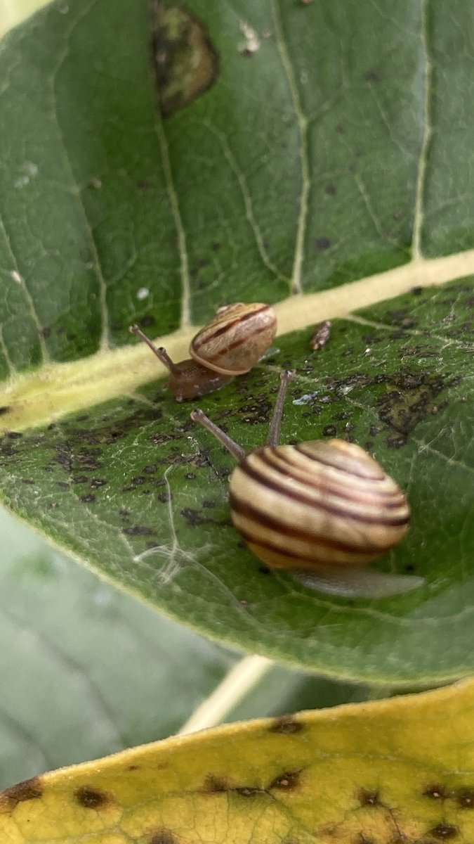 cozyrobot's tweet photo. Can’t talk now, got a meeting with some baby snails 🐌✨ https://t.co/G0W6LcZ5Ub