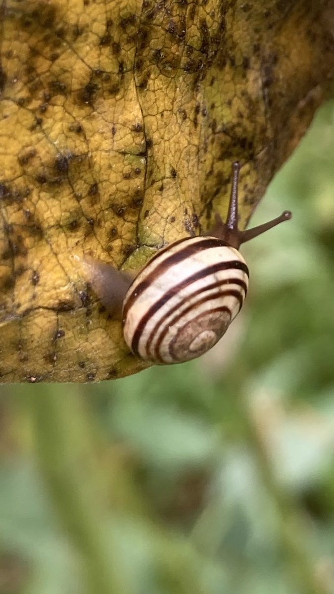 cozyrobot's tweet photo. Can’t talk now, got a meeting with some baby snails 🐌✨ https://t.co/G0W6LcZ5Ub