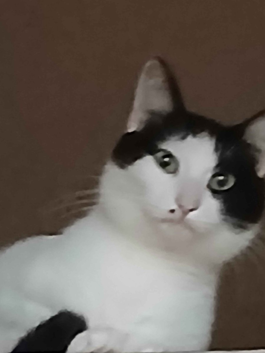 makecatsbetter tweet picture