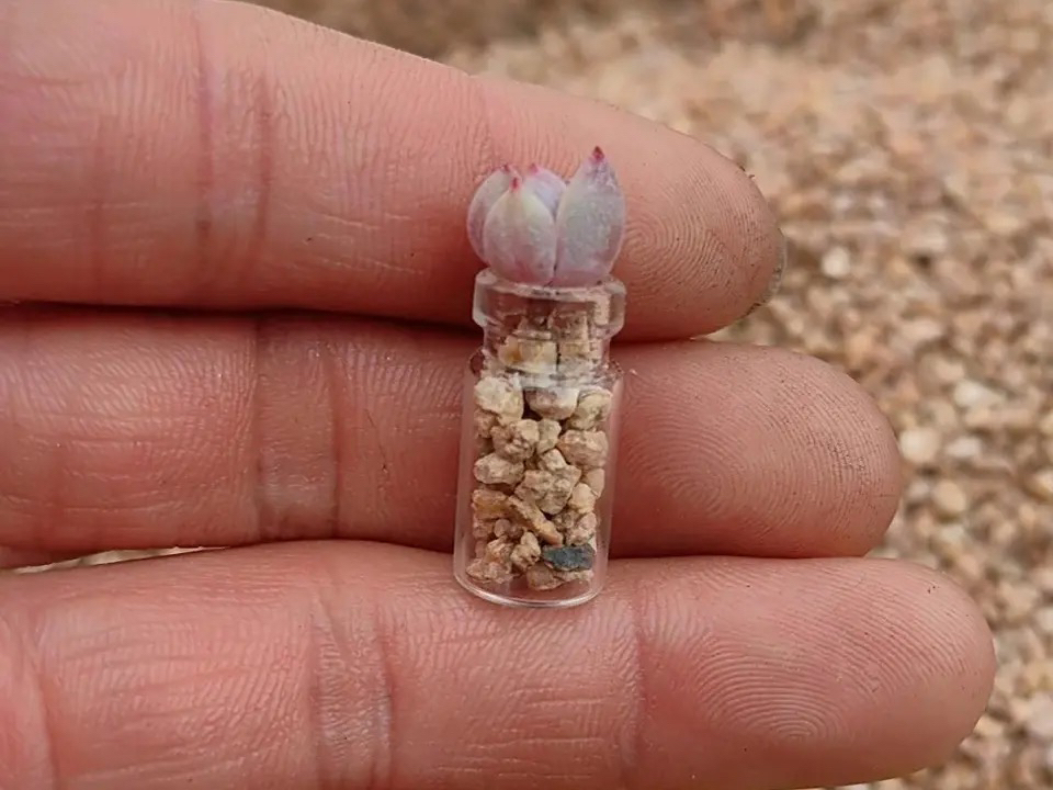 kangzi47's tweet photo. Just upcycled an old glass jar into a cute succulent planter! No fancy tools needed—only glue, sand, and a little greenery. What’s your next DIY project https://t.co/YOwbAFzgM0