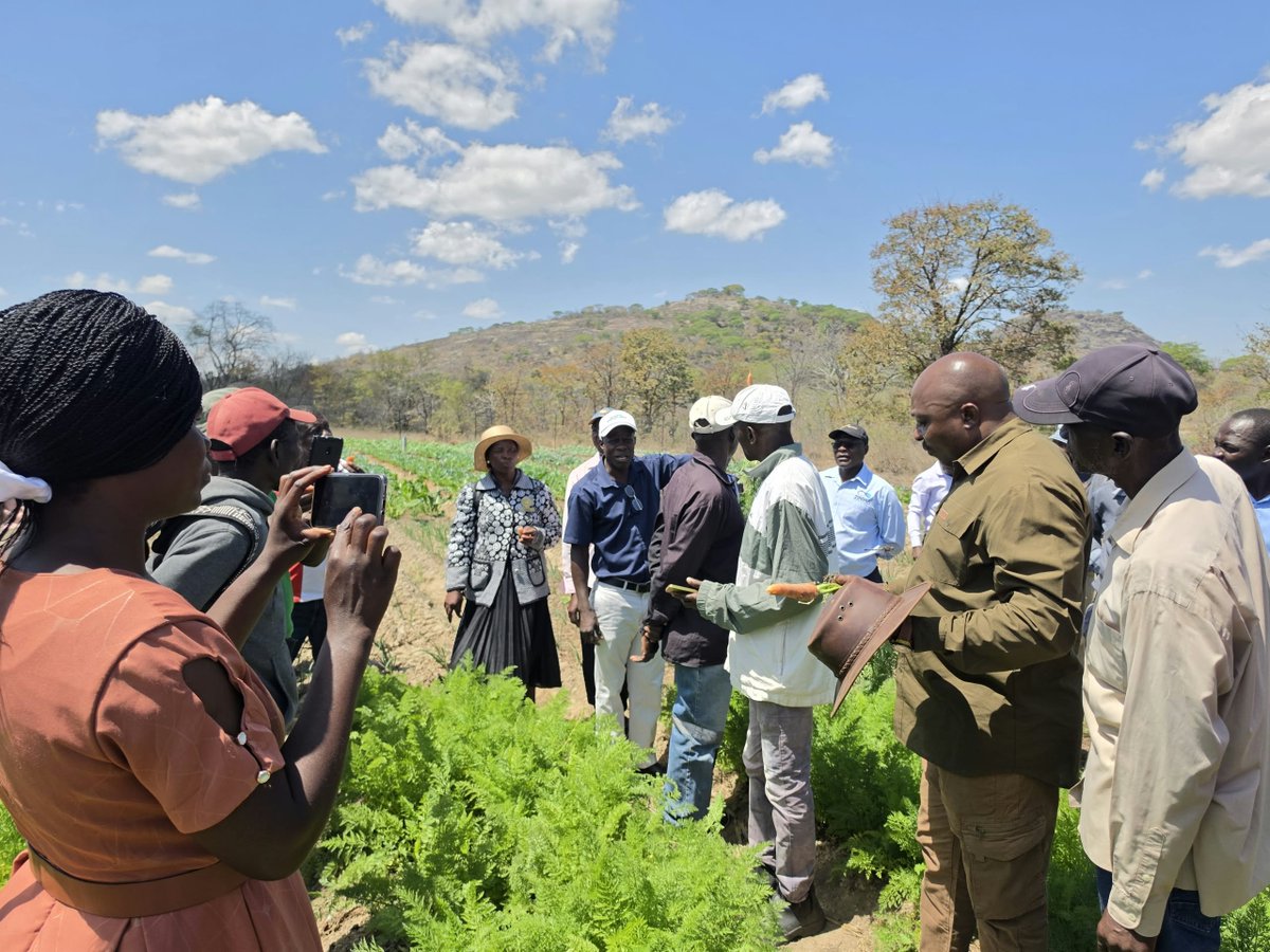hon_wezhaz's tweet photo. Today l visited the Tanaka–Hapabviwi Village Business Unit in Ward 19 Chivi Central which boasts thriving produce of tomatoes, cabbages, carrots, onions and sweet potatoes. I donated sorghum seeds, fertiliser, crop chemicals and fencing poles. 
@TheMirrorMsv @ParliamentZim https://t.co/fVJ1OfKsWN