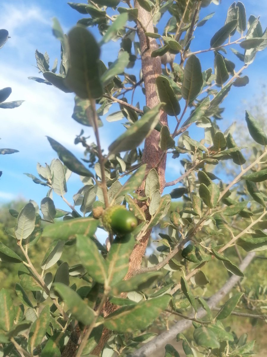 ENTORNOMEAQUES's tweet photo. Es el primer año que uno de los alcornoques que hemos plantado en el Entorno Meaques Retamares da bellotas, encinas y quejigos ya hace años que comenzaron a darlas, los alcornoques tardan más.
Las fotos donde Toño. https://t.co/k6oU0NpJlT