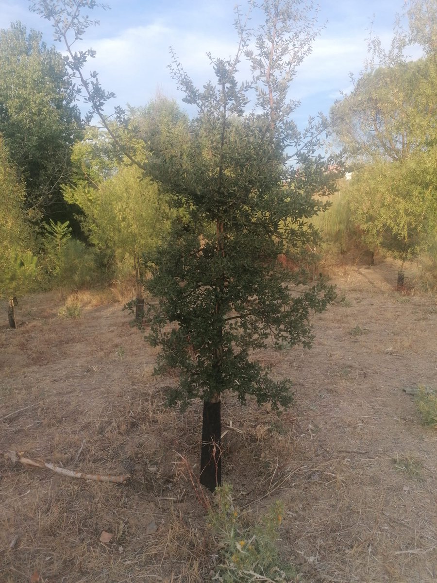 ENTORNOMEAQUES's tweet photo. Es el primer año que uno de los alcornoques que hemos plantado en el Entorno Meaques Retamares da bellotas, encinas y quejigos ya hace años que comenzaron a darlas, los alcornoques tardan más.
Las fotos donde Toño. https://t.co/k6oU0NpJlT
