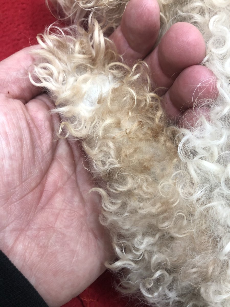 Scottjosh1215's tweet photo. @TweeetsOfDogs I did https://t.co/O7kqEsX5GJ