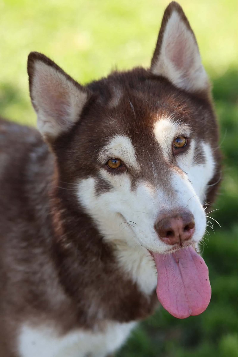 luv2laugh12's tweet photo. Can anyone save Orion? 🙏🆘
He’s a 5 yr old husky, 45 lbs. 

Orion is set to be 💉 on Wednesday 9/23 at 6:30 a.m. at Stanislaus Animal Services Agency in Modesto, CA!😳

He did great with both male & female dogs in the doggy playgroup. See more in shelter volunteer notes on him in first comment below👇