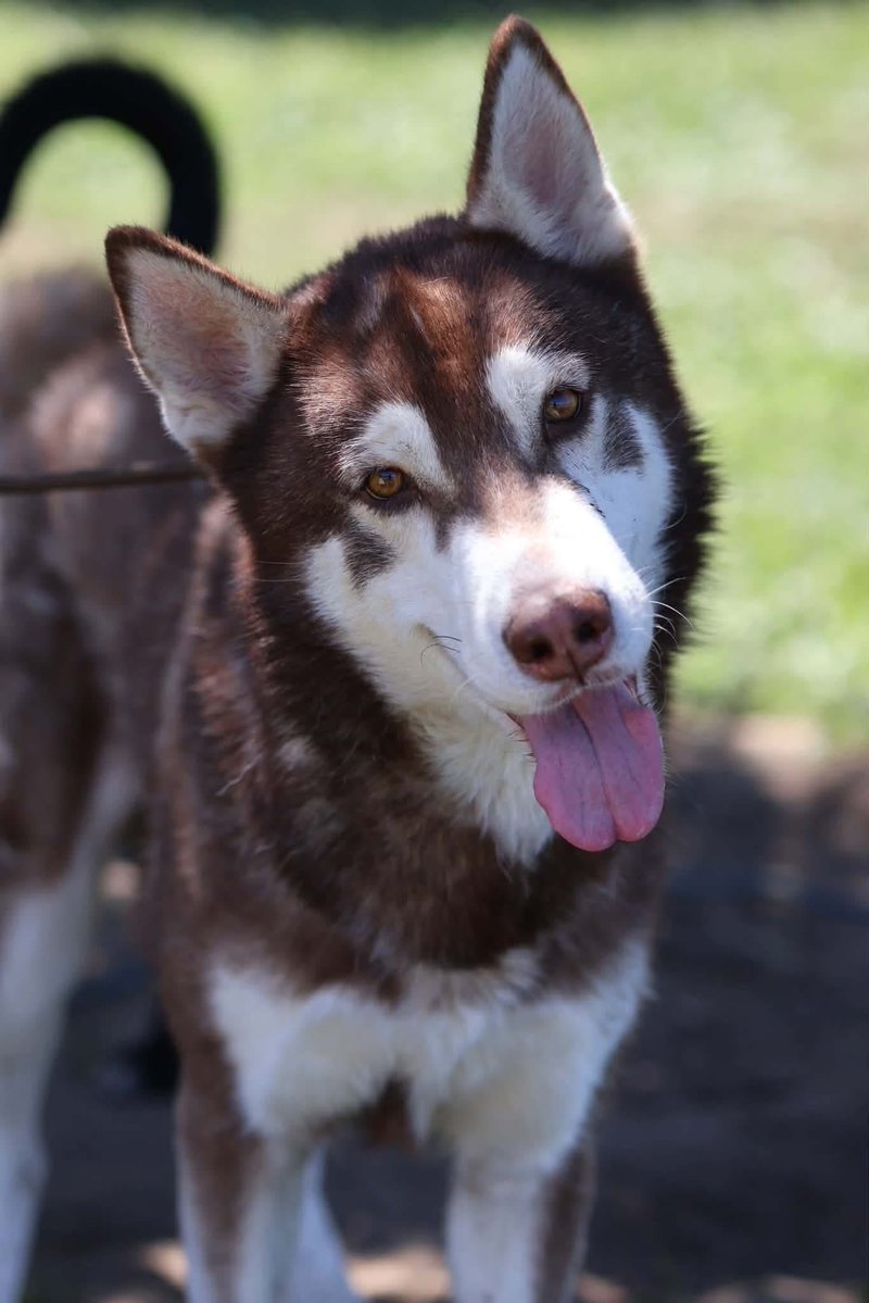 luv2laugh12's tweet photo. Can anyone save Orion? 🙏🆘
He’s a 5 yr old husky, 45 lbs. 

Orion is set to be 💉 on Wednesday 9/23 at 6:30 a.m. at Stanislaus Animal Services Agency in Modesto, CA!😳

He did great with both male & female dogs in the doggy playgroup. See more in shelter volunteer notes on him in first comment below👇