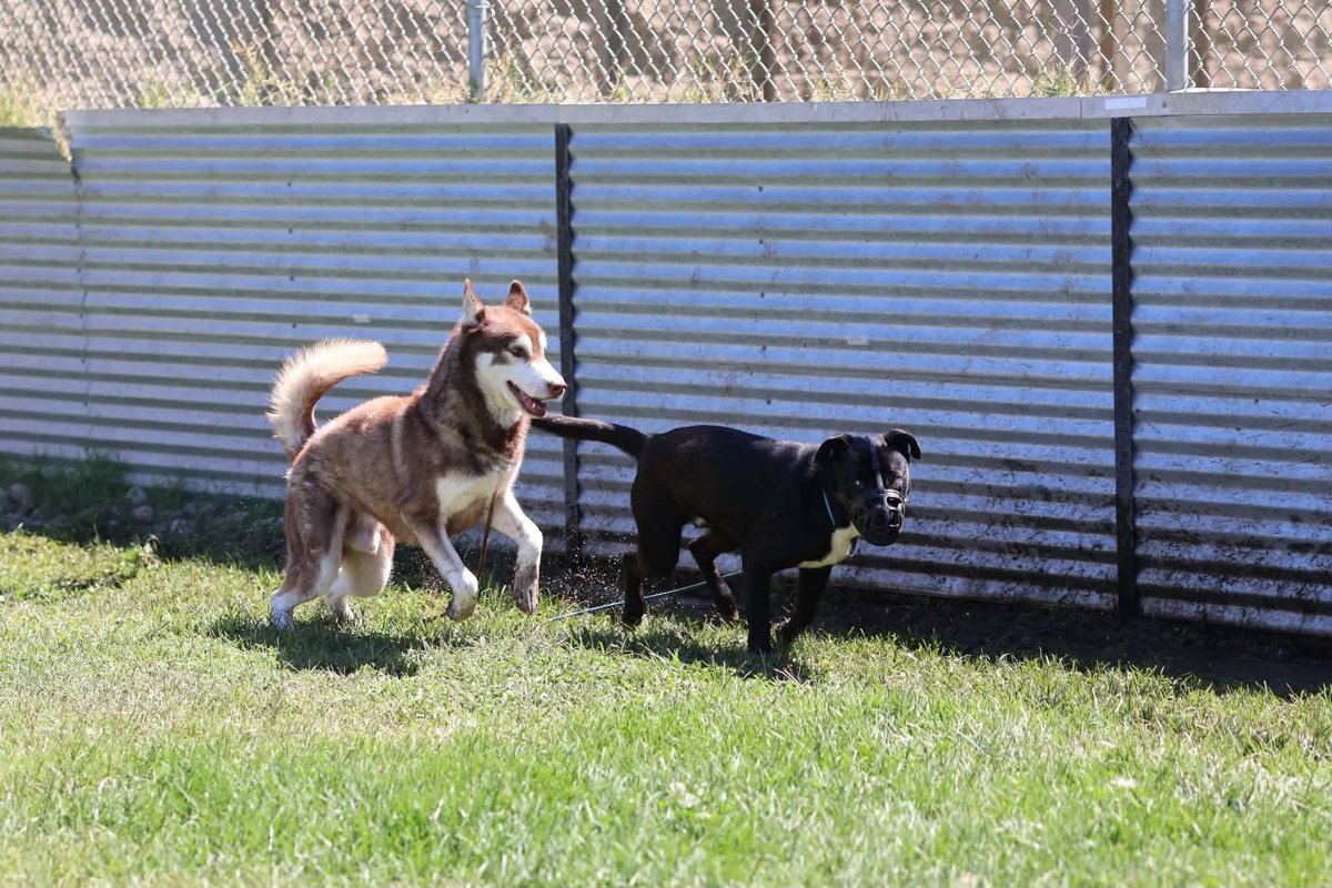 luv2laugh12's tweet photo. Can anyone save Orion? 🙏🆘
He’s a 5 yr old husky, 45 lbs. 

Orion is set to be 💉 on Wednesday 9/23 at 6:30 a.m. at Stanislaus Animal Services Agency in Modesto, CA!😳

He did great with both male & female dogs in the doggy playgroup. See more in shelter volunteer notes on him in first comment below👇