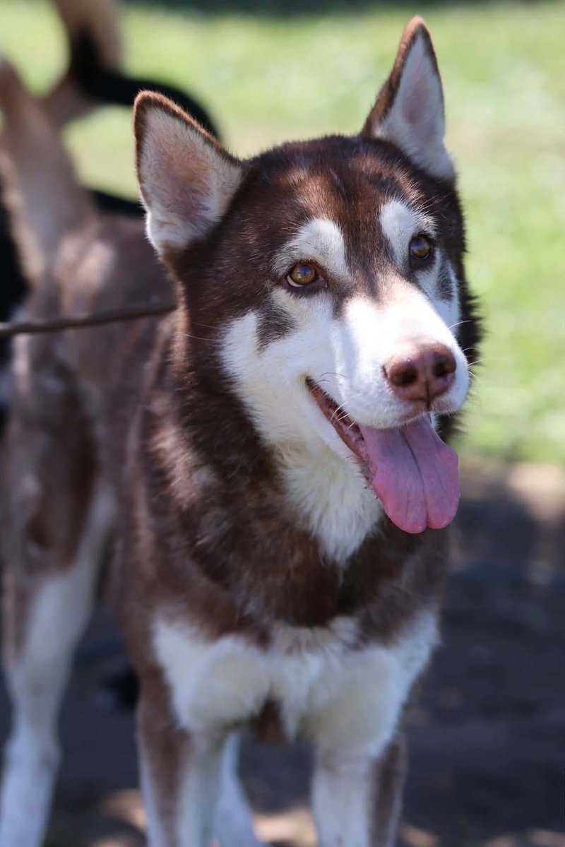 luv2laugh12's tweet photo. Can anyone save Orion? 🙏🆘
He’s a 5 yr old husky, 45 lbs. 

Orion is set to be 💉 on Wednesday 9/23 at 6:30 a.m. at Stanislaus Animal Services Agency in Modesto, CA!😳

He did great with both male & female dogs in the doggy playgroup. See more in shelter volunteer notes on him in first comment below👇