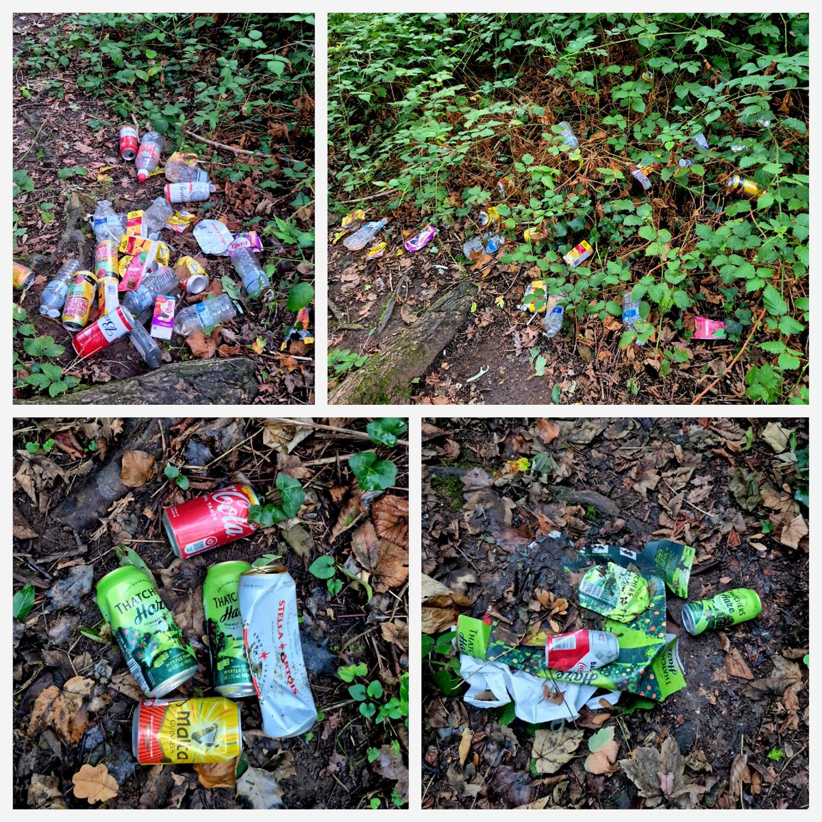 Kittylitterpic1's tweet photo. A quick evening walk in my local woods for a bit of fungi finding. Found some lovely orange pore fungus (favolaschia calocera) 🧡 and a few others. Also found a lot of mess which I went back to clean up. 30 mins, 1 bag. #litterlouts #fungi #dontbeatosser #autumn #binit https://t.co/q70o6NV2iL