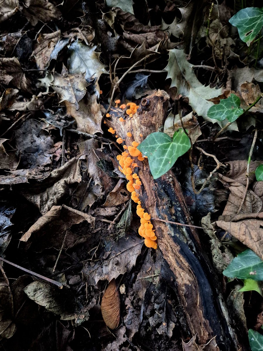 Kittylitterpic1's tweet photo. A quick evening walk in my local woods for a bit of fungi finding. Found some lovely orange pore fungus (favolaschia calocera) 🧡 and a few others. Also found a lot of mess which I went back to clean up. 30 mins, 1 bag. #litterlouts #fungi #dontbeatosser #autumn #binit https://t.co/q70o6NV2iL