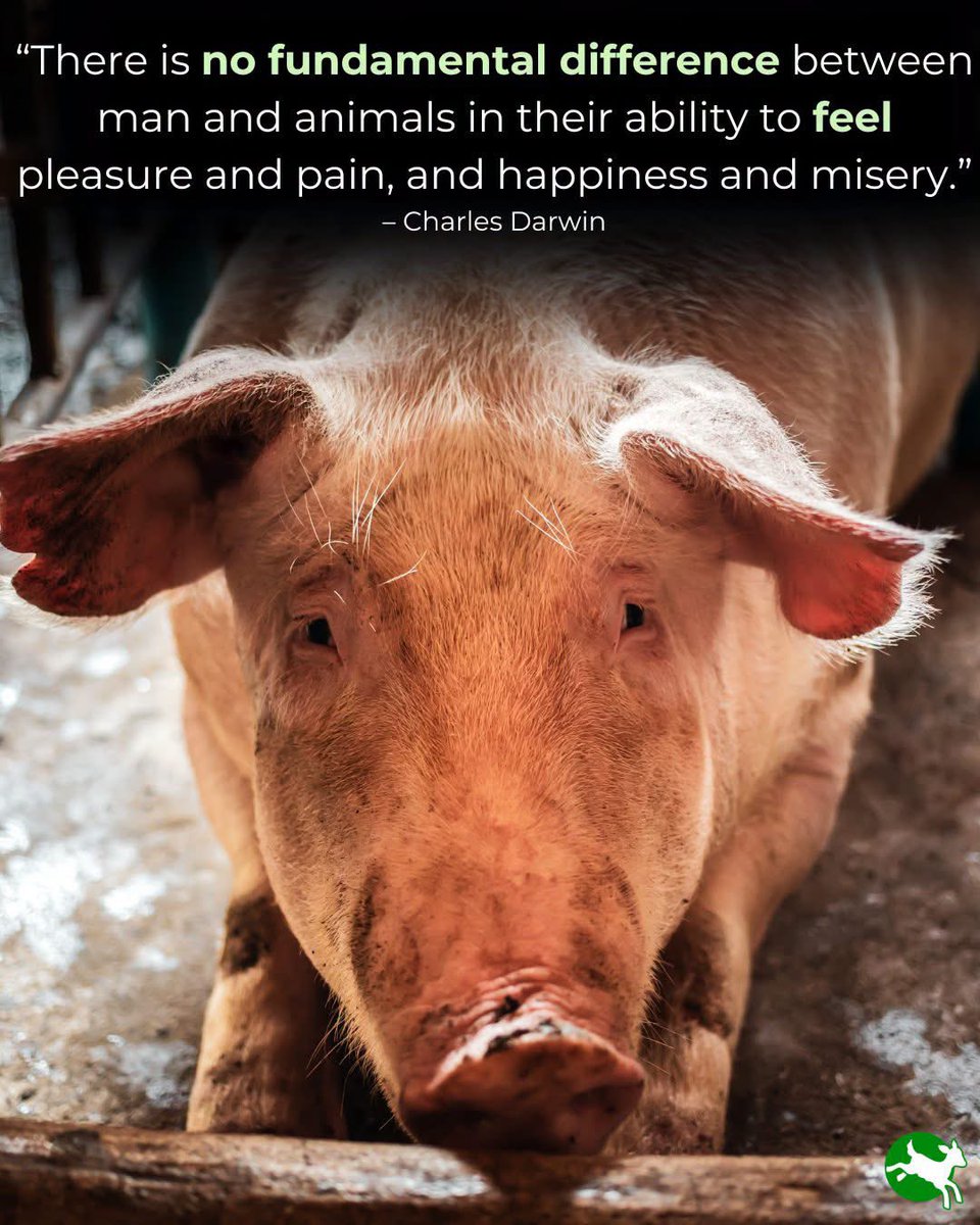 philip_ciwf's tweet photo. "There is no fundamental difference between man and animals in their ability to feel pleasure and pain, and happiness and misery” Charles Darwin
#AnimalsMatter
@CIWF_Global https://t.co/v4KzYHxgHp
