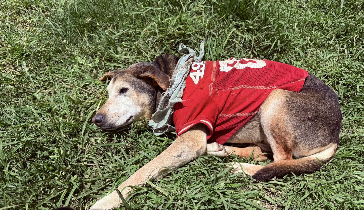 RefugiOceaniCAN's tweet photo. Él es FORTUNATO. ✨

Y hace honor a su nombre.

Hace 15 años entré al Antirrábico de Magdalena Contreras y saqué a 27 almas de una sola vez, pues me dijeron que los que se quedarán serían asesinad0s al día siguiente. De ese día, de esos 27, solo queda él. El único sobreviviente, los demás, unos adoptados y otros aquí, vivieron junto a él hasta su último día. Mi Fortunato.

Hoy es viejito. Tiene su carita nevada por los años, camina despacito, y duerme al sol como si el tiempo no existiera.

Es bello. Es amoroso. Es noble hasta la médula.

Pero lo más, lo MÁS importante de todo es esto: ES MUY FELIZ.

Vean esa paz. Esa es la foto de un perrito que supo lo que es el miedo y el olor a muerte y que ahora solo sabe lo que es el amor.

15 años después sigue aquí, con su playerita de los 49ers, tomando el sol en su pasto, seguro, amado, respetado.

Mi sueño es que todos los perritos senior del mundo tengan esta oportunidad. Una vejez digna. Seguros, contentos, con su agüita limpia, con su pancita llena y con un rayo de sol que les caliente los huesitos.

Fortunato es la prueba de que vale la pena. Cada rescate vale la pena.

Gracias Universo por permitirme este lugar lleno de amor. 
Gracias familia Oceanican por ser parte de este sueño hecho realidad. 
Gracias Fortunato por dejarme ser su mamá. 💕

Larga vida a los viejitos.

#Fortunato #ViejitosFelices #Oceanican #AdoptaUnSenior #ElUnicoSobreviviente #15AñosDeAmor