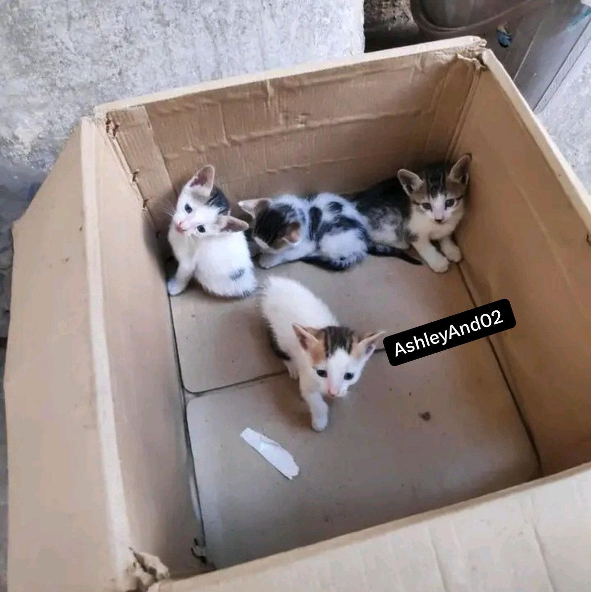 PawShield_'s tweet photo. 2 baby girls and 2 baby boys, future residents of the house 😻 What do you think their names will be? https://t.co/seQG3d19Wf