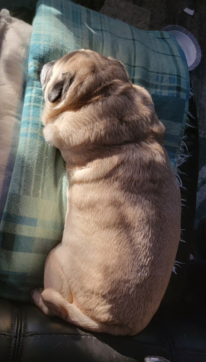 SarahPug12's tweet photo. Happy sunny Saturday afternoon friends ๐ค #Orange #BoyBoy #SaturdayVibes https://t.co/7PouOLhsgb