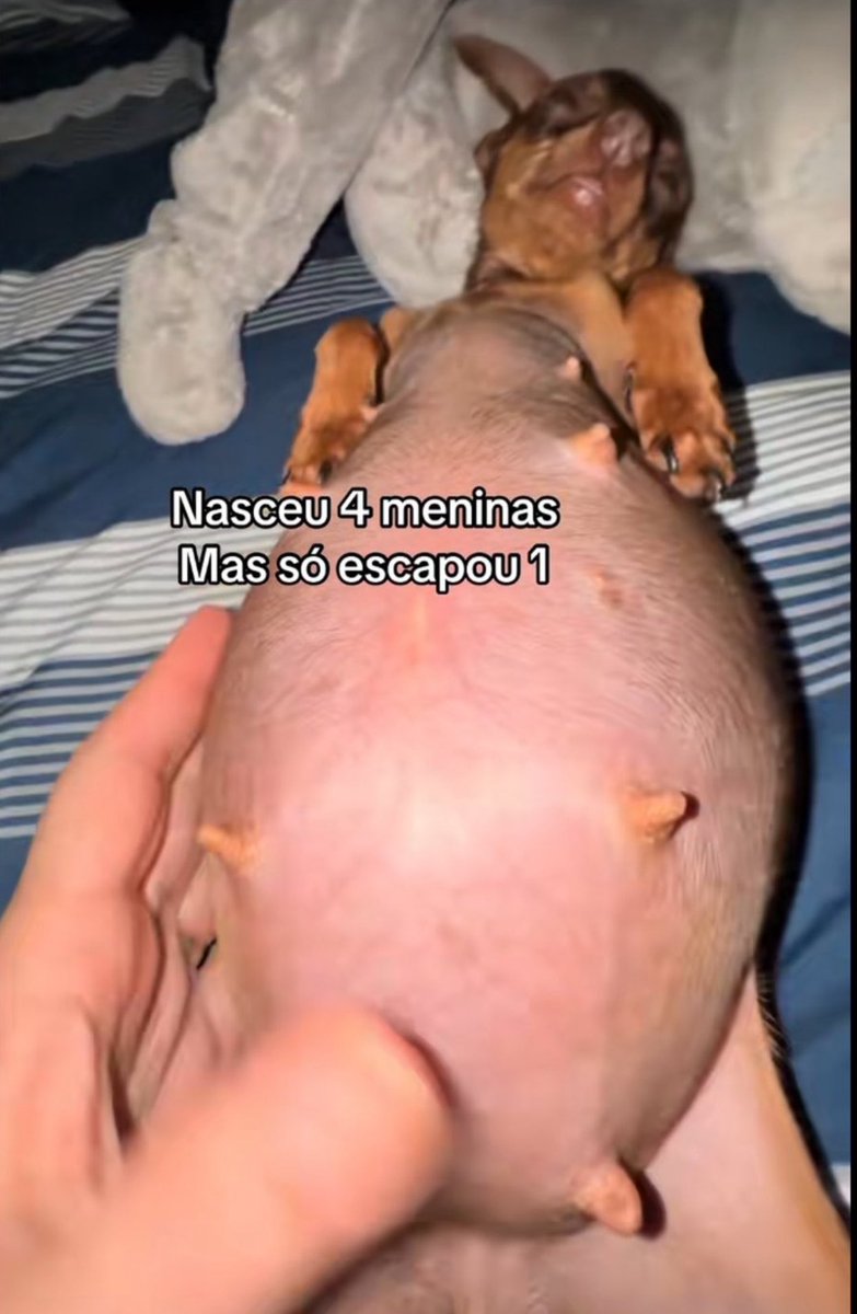 kaarolzx's tweet photo. Pessoal do twitter, vamos fazer um INFERNO na vida dessa piranha, ela faz cruzamento incestuoso entre seus pinschers para que eles nasçam deformados propositalmente pra render monetização no tiktok. 

Cães minúsculos gestando 6/7 bebês, ela tá enriquecendo em cima do sofrimento! https://t.co/4aAYEXuEZP