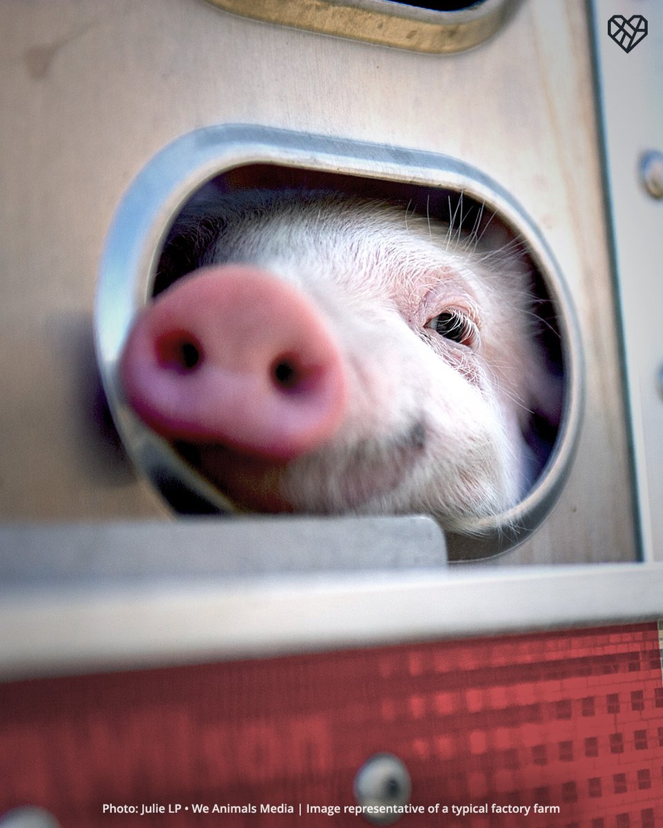 Image: A farmed piglet pokes his or her head through the hole of a transport truck.