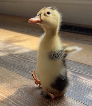 DECKYZEi's tweet photo. $DINKY is still building.

A real story, a growing community, and a duckling that already captured the internet’s attention. This isn’t just another ticker — the community is here, the narrative is strong, and there’s still plenty of room to grow.

If you’re watching for projects with a story people can actually connect with, keep $DINKY on your radar.

CA: 3YNCESdqhSgvsD4aARHC4rdqXpjyW9CWjosH82nHpump