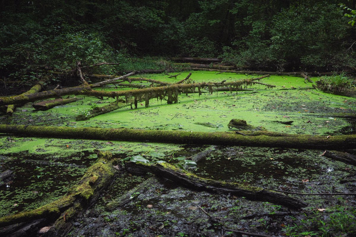 twashstarcrazy's tweet photo. a frogs paradise https://t.co/nmhaBguONW