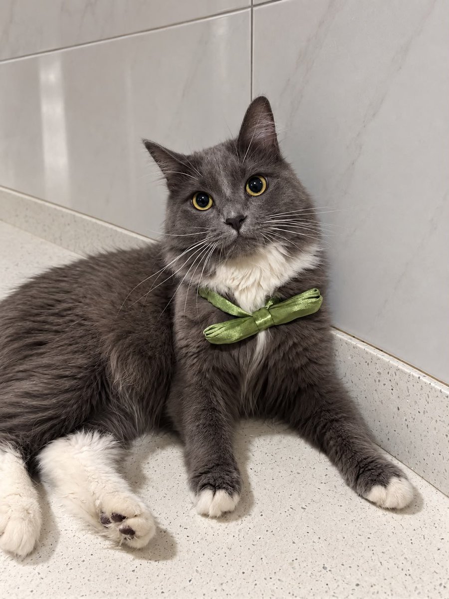 rodolf_guajardo's tweet photo. HOLA! SOY FELIPE! ME ADOPTARON HACE UNAS SEMANAS Y ME COMPRARON ESTE MOÑO PARA LA FOTO! Cuánto me dan del 1 al 10?

#rodyguajardo #cat #honduras https://t.co/HFjgsqAz7z