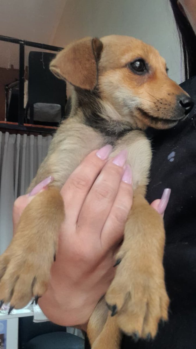 Ye94316774's tweet photo. LPM, un minuto de paz te pido 😭
Alguien que pueda dar tránsito o adoptar este cachorrito?
Estaban a punto de pisarlo en la calle 🙏🏻
Merlo Bs As 🇦🇷 
2204033578 https://t.co/w3jWRdOzXf