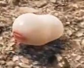 QuirklessStoner's tweet photo. My single-celled son https://t.co/1IZuYZNeGb