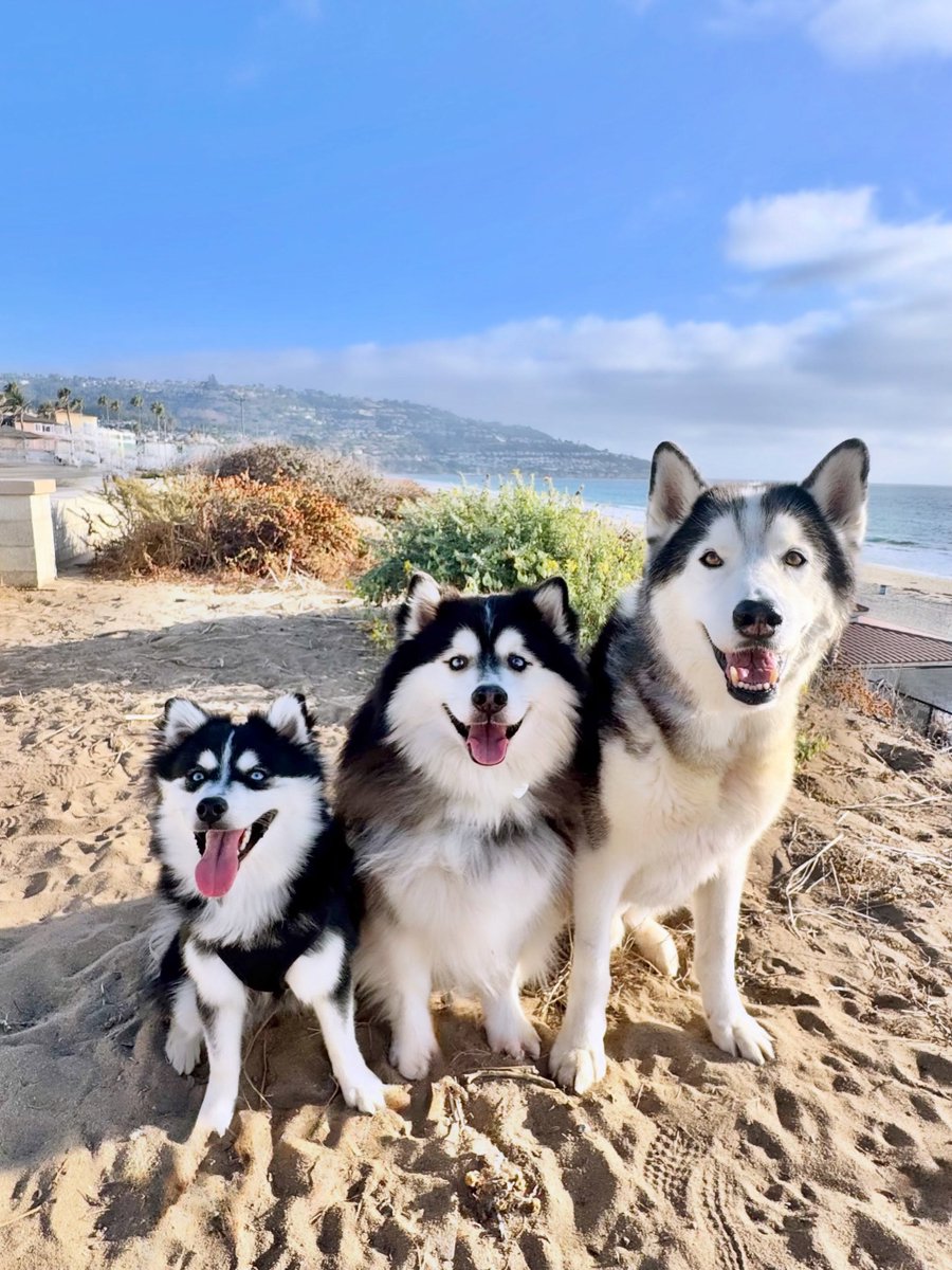 abc7community's tweet photo. Enjoying the ocean breeze and beautiful views at the Redondo Beach Esplanade.๐๐ถ
Video @banditandbeau
Tag us #abc7eyewitness or @abc7community to be featured https://t.co/6WEAeTtf8H