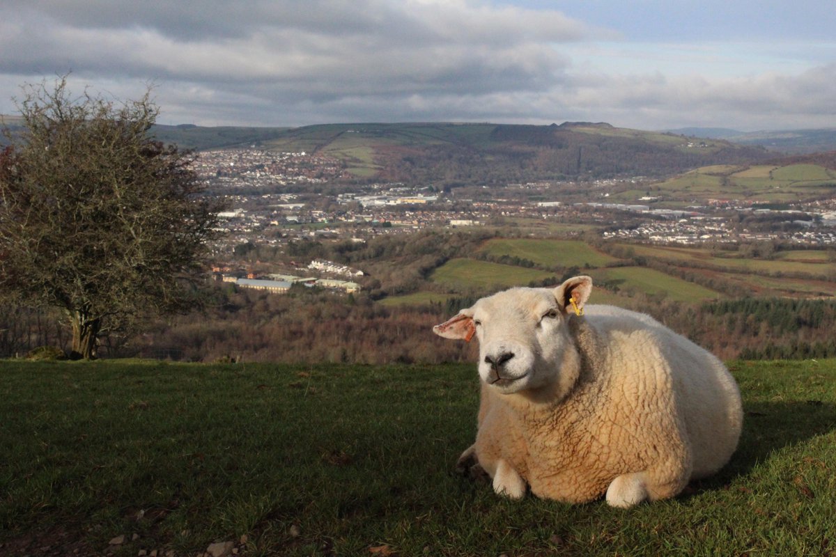 SamaHoole's tweet photo. Britain stopped eating mutton because of nylon.

For 800 years wool was the money. It paid for the cathedrals and ransomed Richard the Lionheart. The Lord Speaker still sits on a sack of it.

So a sheep was kept for its fleece, year after year, four and five and six of them. Mutton was simply what happened at the end. By then she was a big, fat, fully grown animal, and she fed the nation.

Every chop house in London ran on it. Mrs Beeton gives it more recipes than beef. When Dickens wants a character to have a decent dinner, he gives him a mutton chop.

Then, in the 1950s, came nylon, polyester and acrylic. The wool price fell off a cliff and never climbed back. A fleece now fetches less than it costs to shear it off. Farmers have been burning them.

Once the wool was worthless, there was no reason to keep a sheep alive for five years. The only thing left to sell was meat, and the fastest meat is a lamb at five months.

Nobody decided to abolish the national dish. It disappeared in one generation as a side effect of the plastic jumper.

The plastic from that jumper is now in your bloodstream. The mutton is nowhere to be found. It was not a good trade.