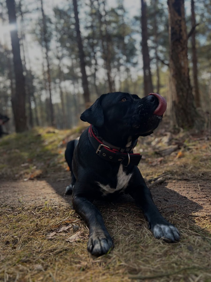 MernaDimar62's tweet photo. Sophie paused for a second… ears up, eyes fixed on one spot. Now the question is: was it “Oh, a treat! ” or “Am I seeing something I shouldn’t? ”

Knowing her, a million scenarios are unfolding at once. What do you think caught her attention? https://t.co/9Dyzh1C4yN