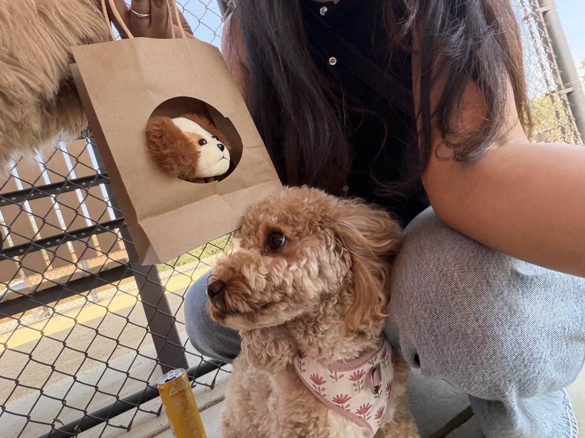 maowmix_x's tweet photo. Misty and I attended a first birthday party for her friend Teddy! 🐾  She’s definitely built to be a gaming dog, not a social one 😆🥲 https://t.co/oYbC4Q76wM
