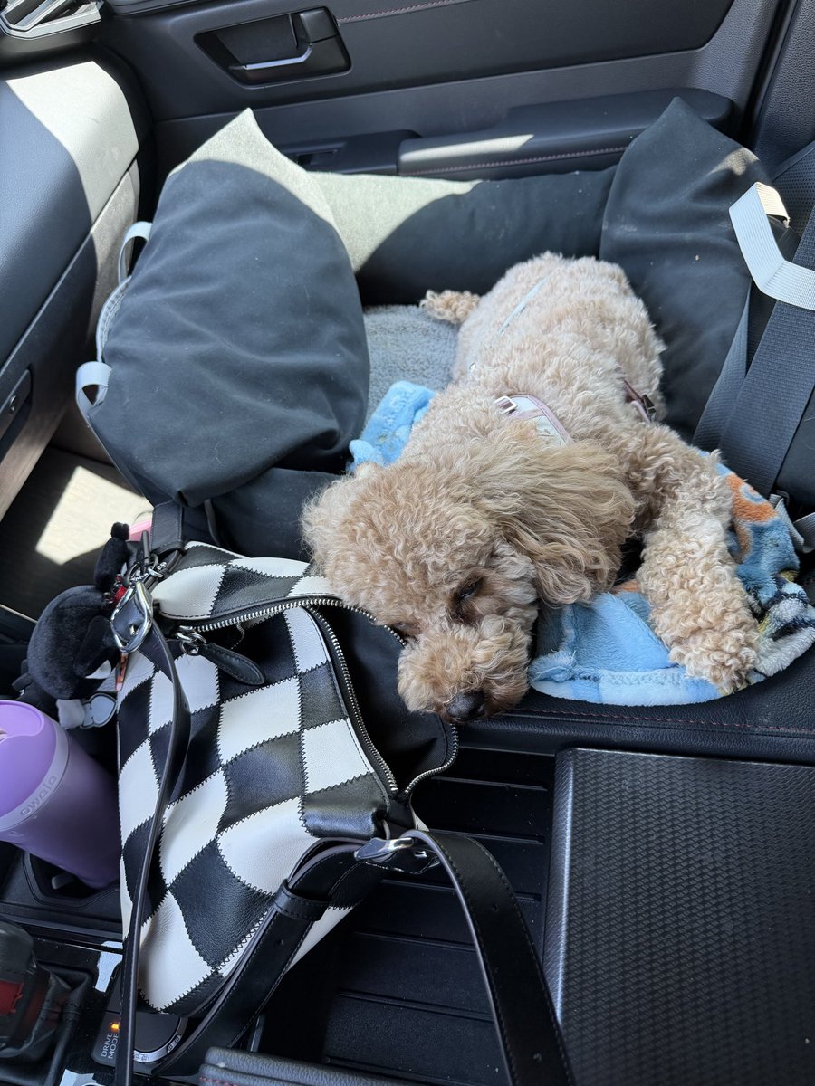 maowmix_x's tweet photo. Misty and I attended a first birthday party for her friend Teddy! 🐾  She’s definitely built to be a gaming dog, not a social one 😆🥲 https://t.co/oYbC4Q76wM