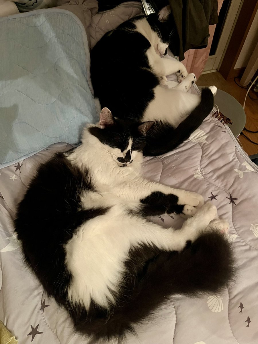shima_tonerico's tweet photo. おはようございます✨

仔猫の朝は早く
5時には
お顔をちょんちょんとされ
起こされます

ニャンズ部屋で
ご飯をあげて
自部屋のドアを閉めて
開けられ無い様にして
未だ寝るぞーと
横になる私

このまま起きちゃう事も
あるけど
今日はお休みだし
寝るぞー💤w

皆さま✨
良い日になります様に✨ https://t.co/GkPSrz0zrL