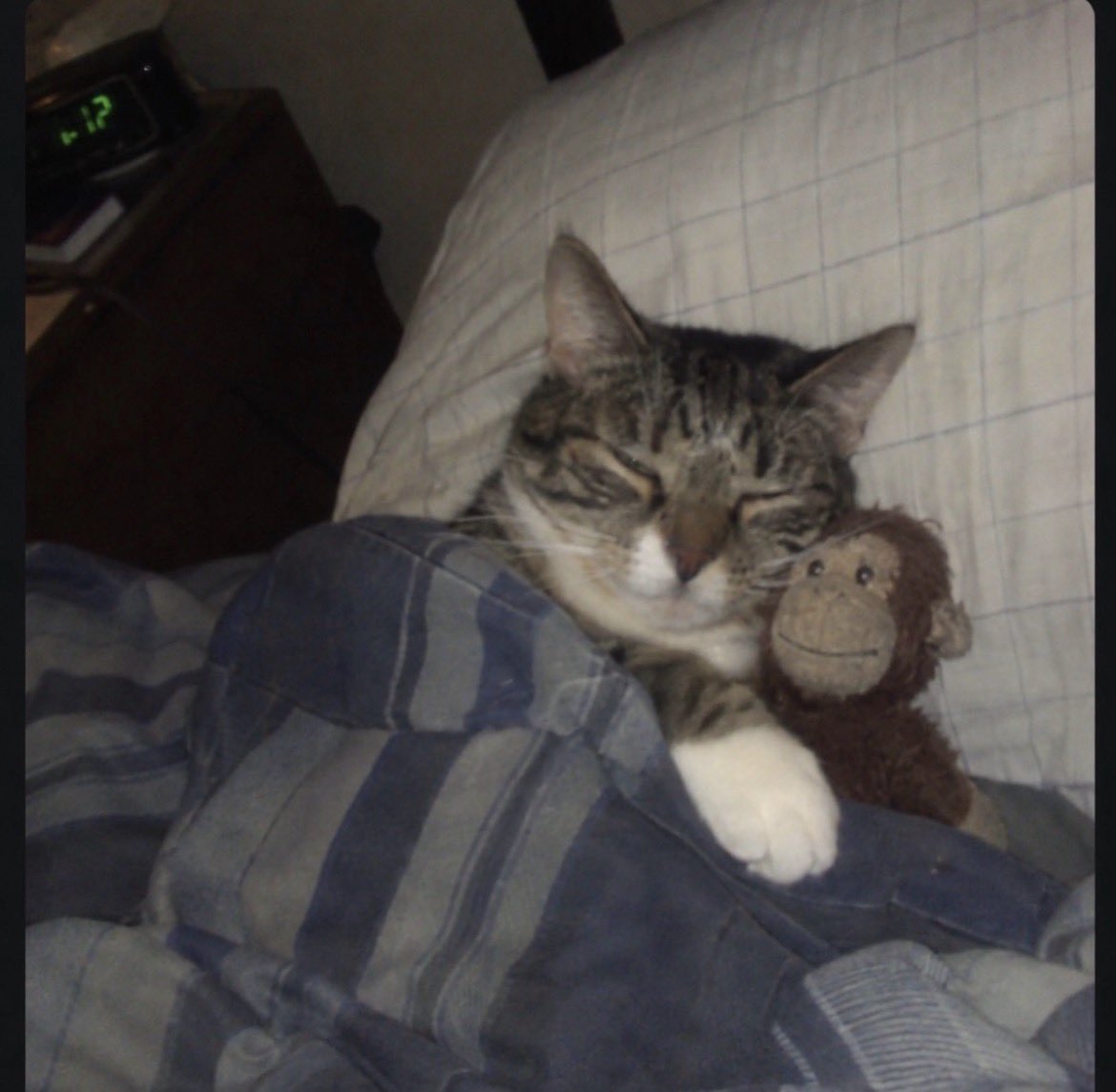 WeAssessCats's tweet photo. He can’t sleep without his toy 🐵 https://t.co/e2oPGz9xeW