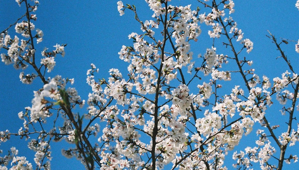KarolLeemafa's tweet photo. Long time no see

Cherry blossoms captured on film https://t.co/cYd0wOAlxC