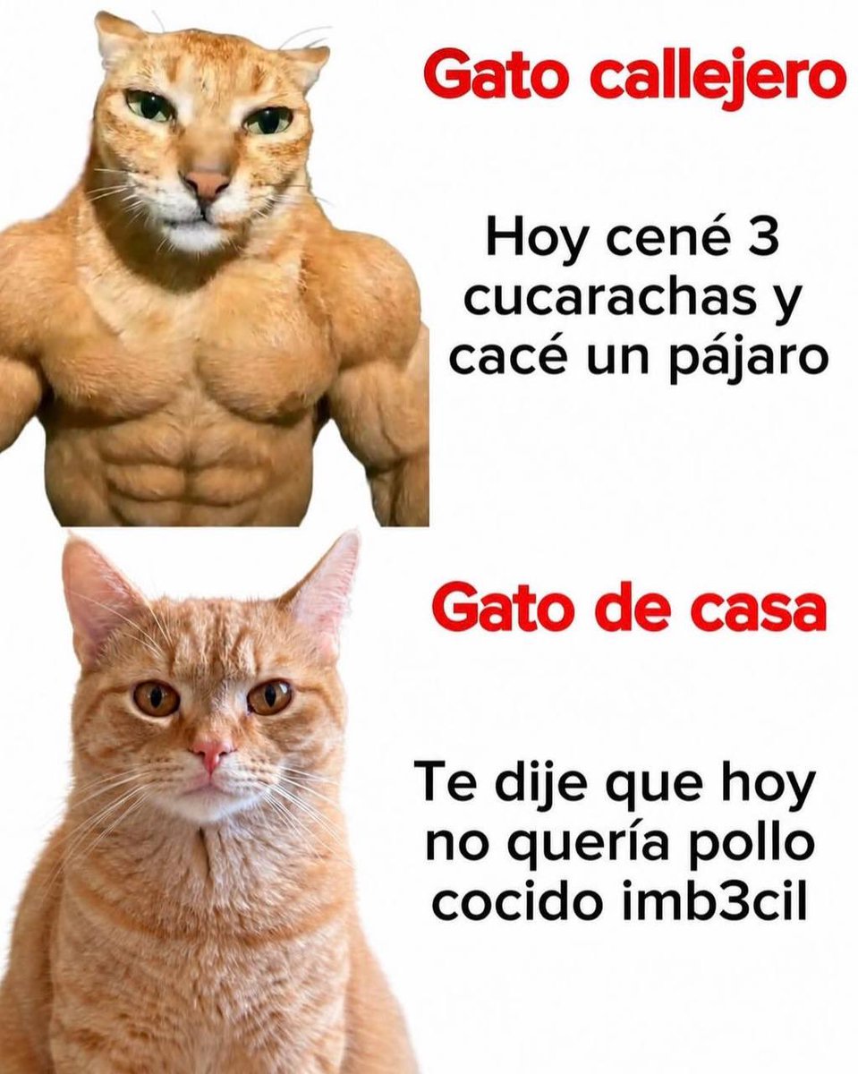 yisucrist's tweet photo. kiero pasarle el meme a mi gato https://t.co/lVxbrQ8IhL